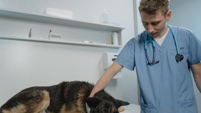 Veterinary Clinics