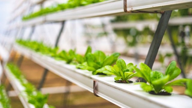 Hydroponics