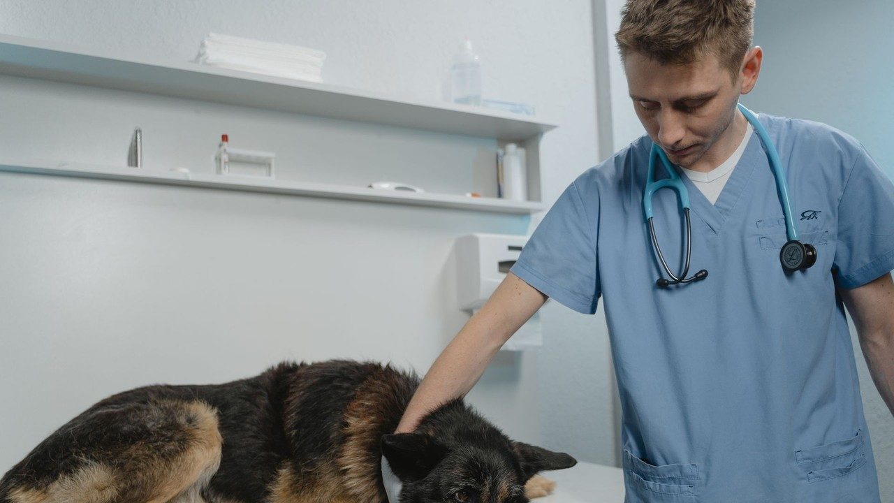 Veterinary exam